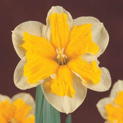 Daffodils classification, Daffodils types, Daffodils Groups, Narcissus classification, Narcissus types, Narcissus Groups, Narcissus Divisions, Daffodils Divisions